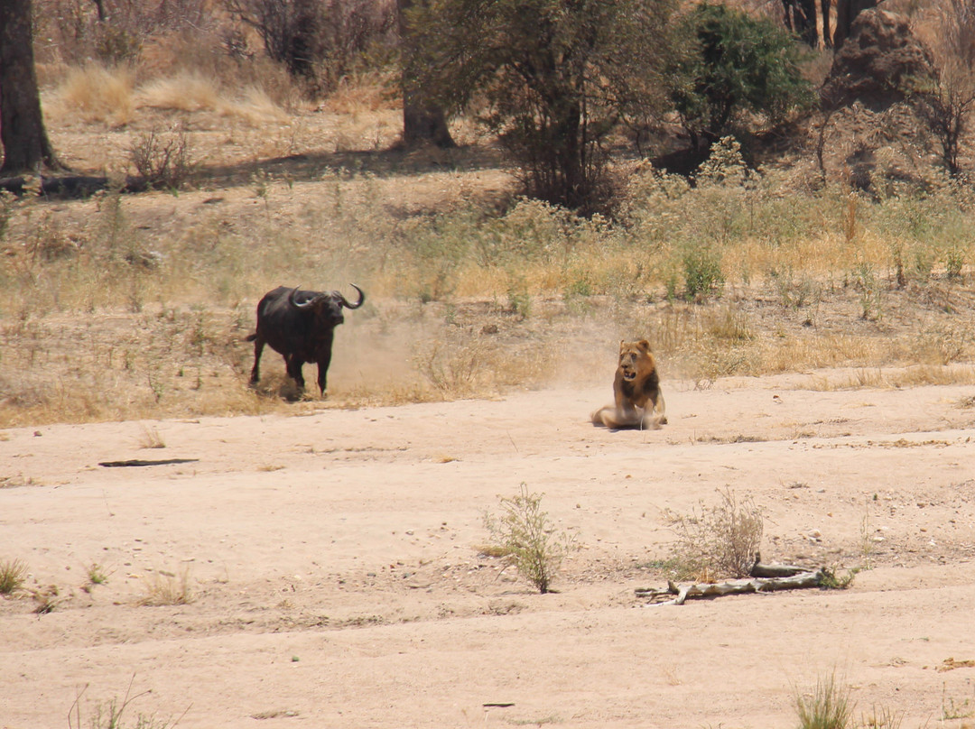 Upepo Safari-Dar es Salaam必去景点