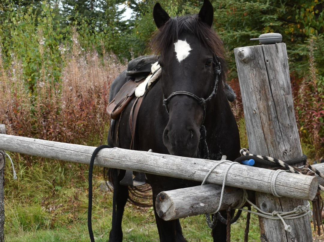 Alaska Draft Horse景点图片