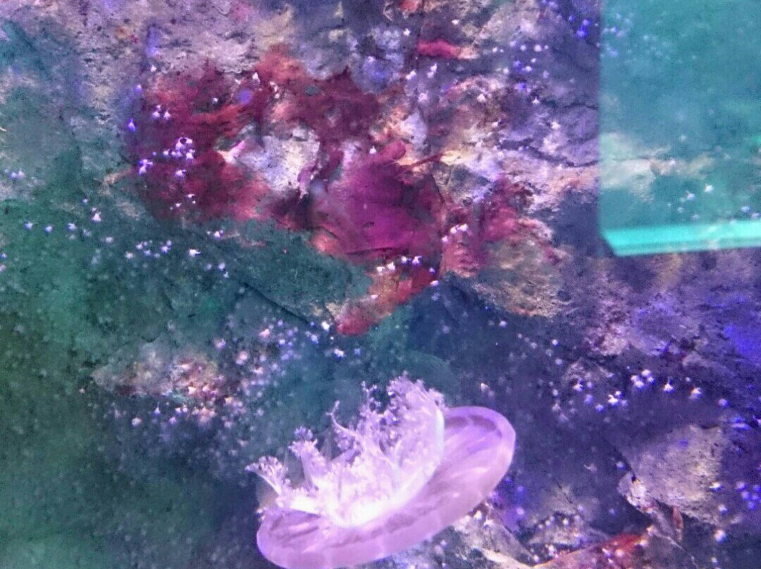 Great Barrier Reef Aquarium-汤斯维尔必去景点