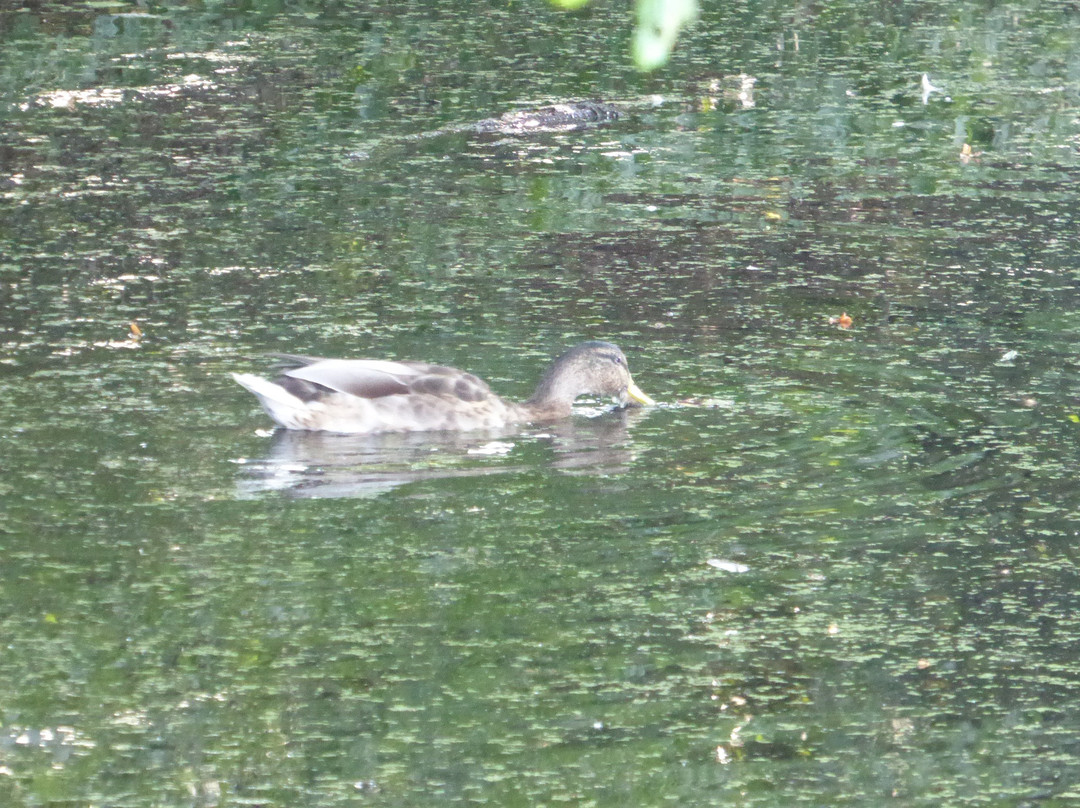 Ghyll Manor Hotel & Restaurant主图