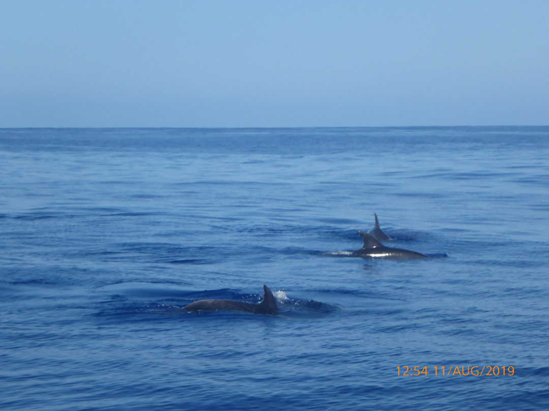 Lobosonda - Madeira Whale Watching景点图片