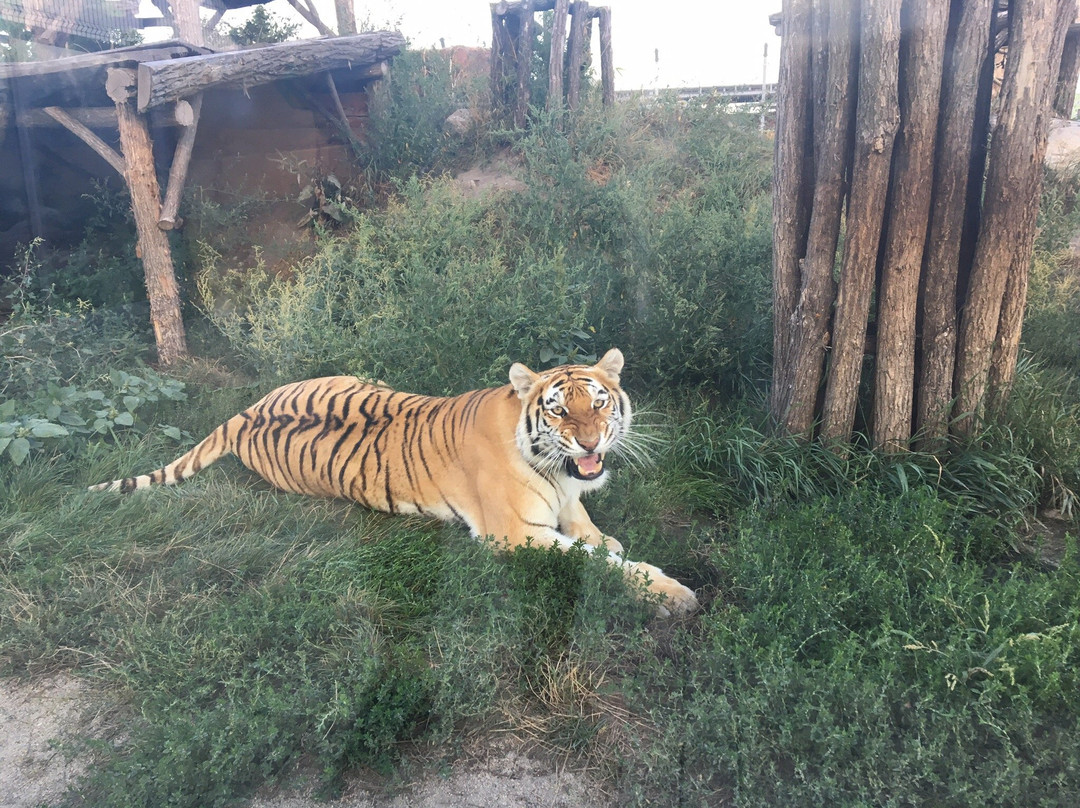 Malkia Park- Big Cats Rescue-Orechova Poton必去景点