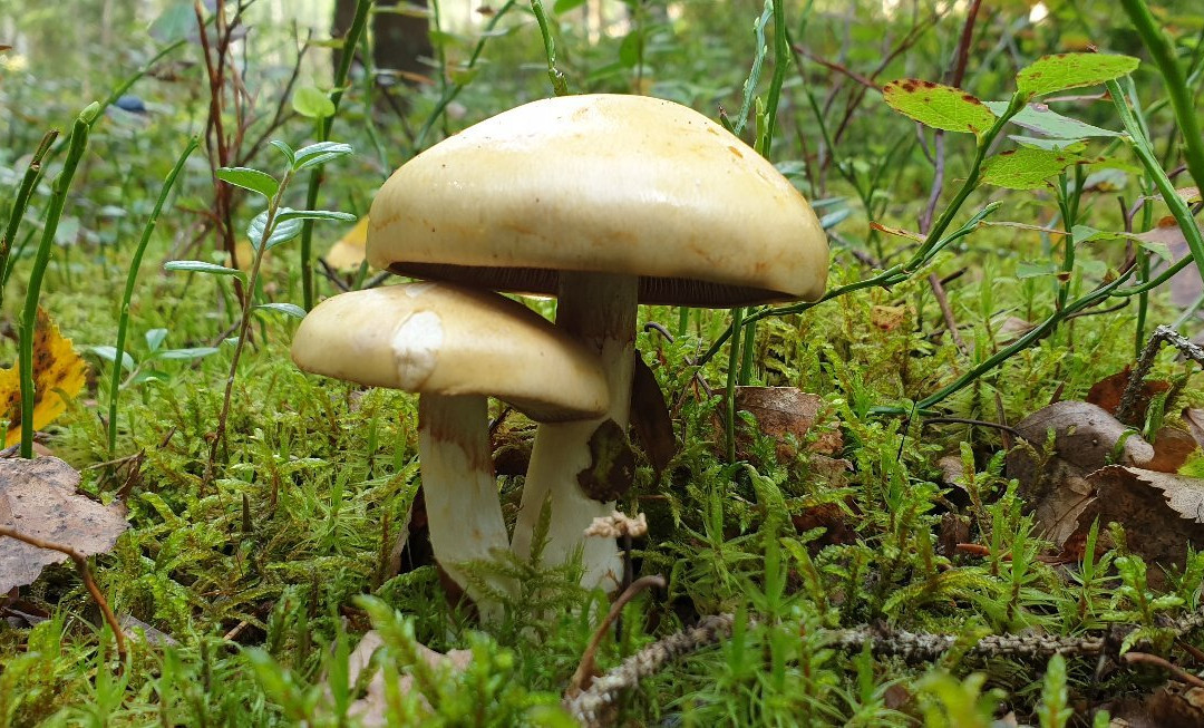 Wilderness Experiences in Soomaa National Park-派尔努必去景点