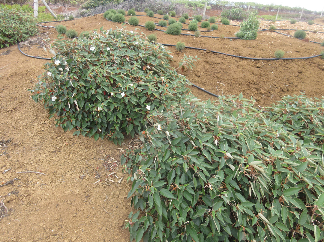 Prosperous Bay-St Helena Island必去景点