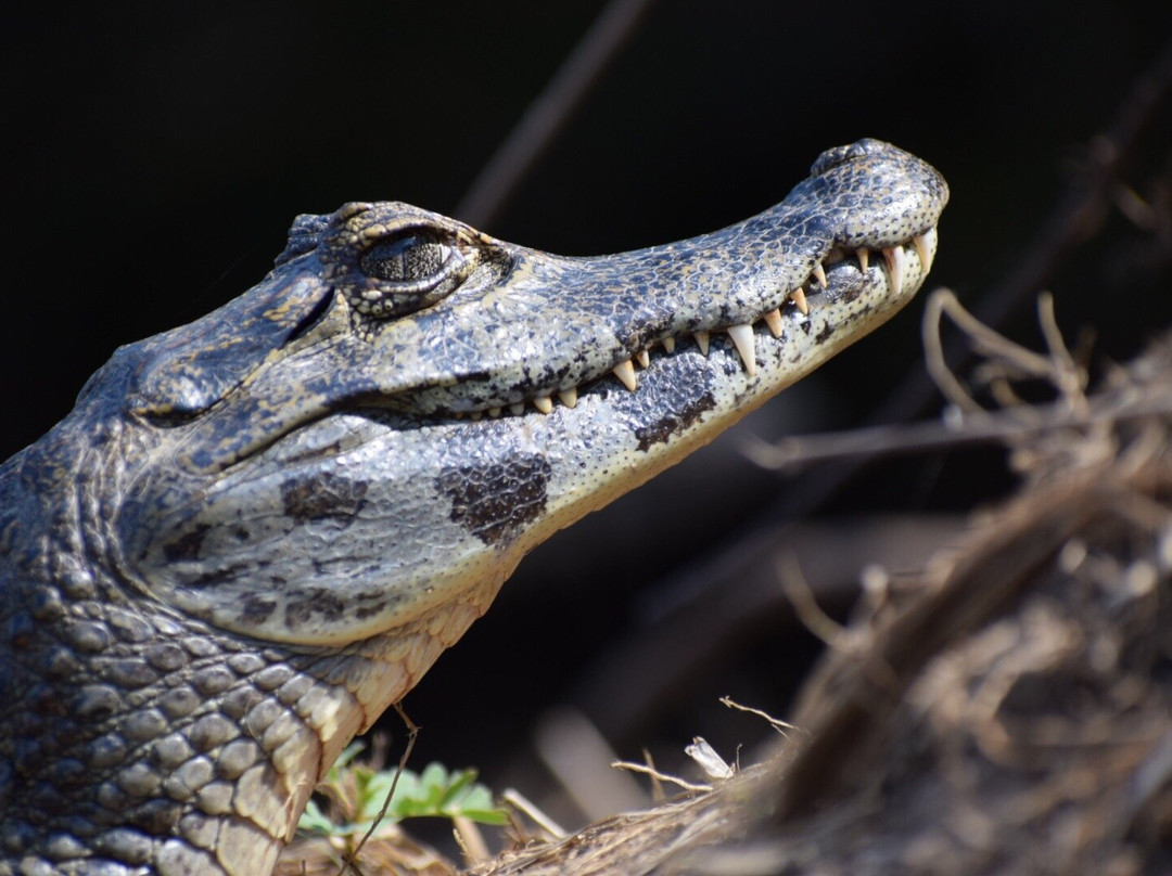 Hotel Ueso Pantanal主图