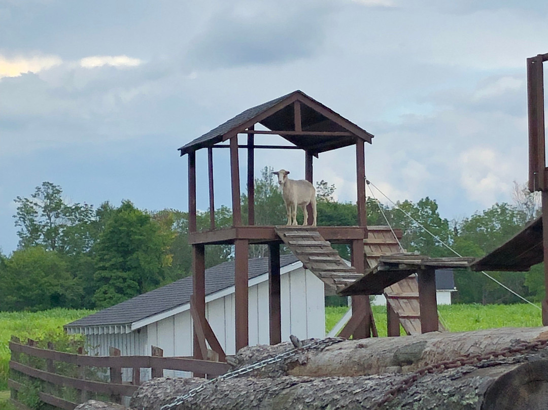 Lumberjack Steam Train-Laona必去景点
