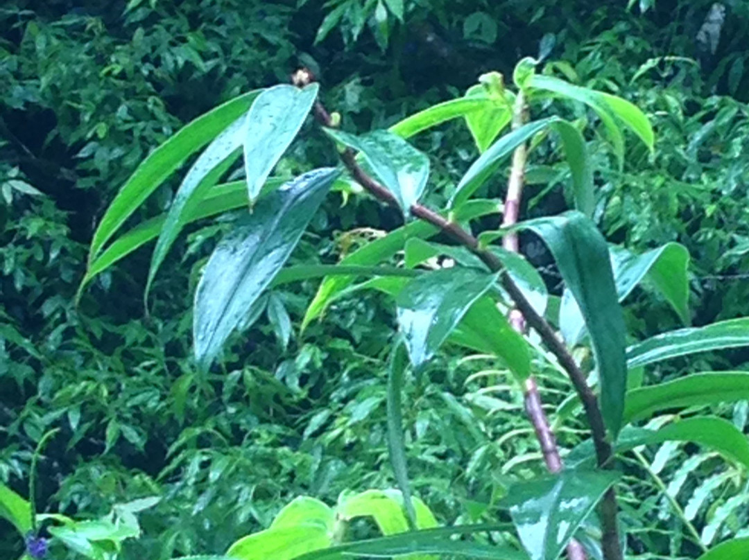 Sinharaja Rain Forest Tours-Deniyaya必去景点