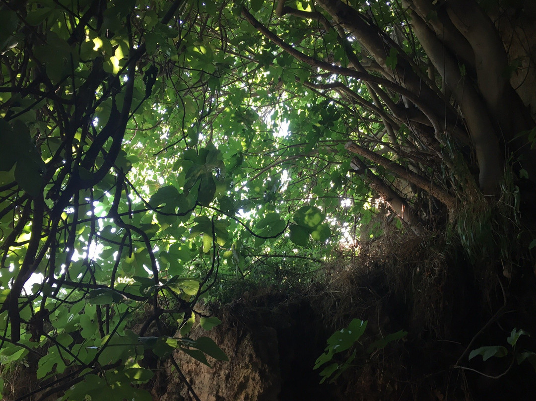 Mycenaean Cemetary-Aidonia必去景点