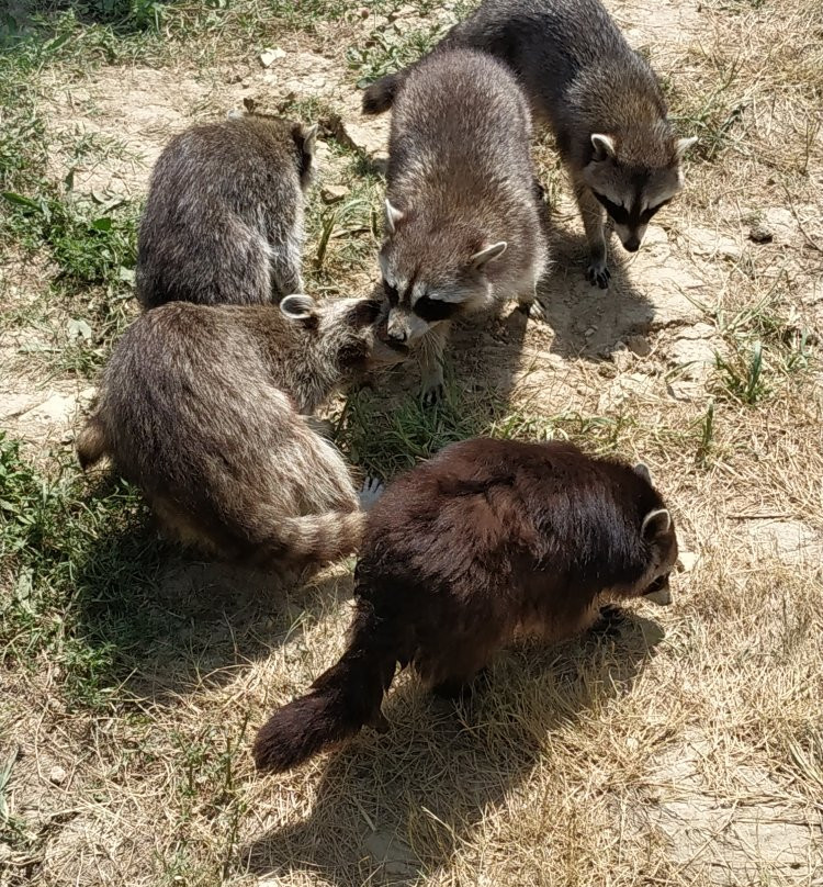 Zoo de Mescoules景点图片