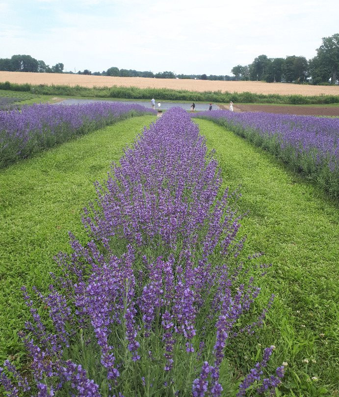 Apple Hill Lavender景点图片