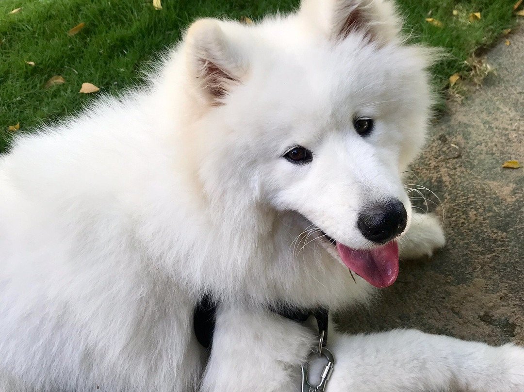 Acarai旅游攻略图片