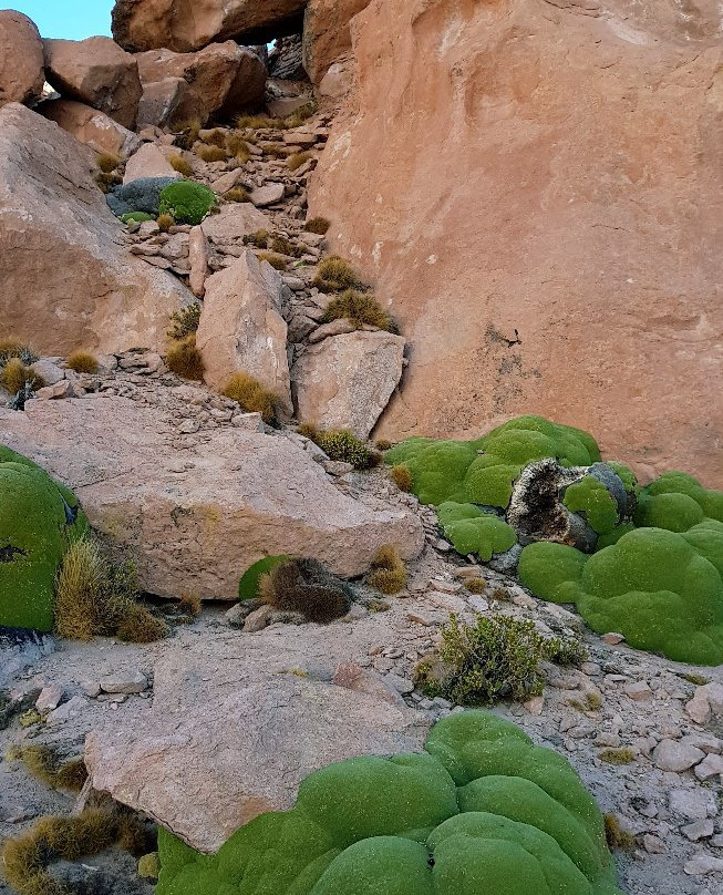 Got Salt Bolivia-乌尤尼必去景点