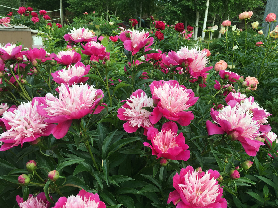 Peters Sunset Beach Resort主图