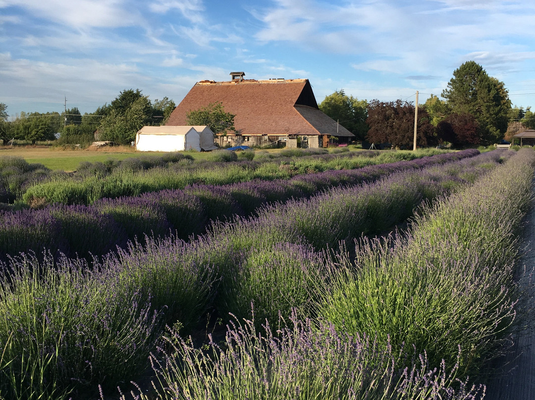 The Lavender Connection景点图片