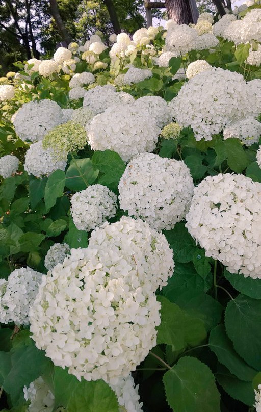 Moriyama Ashikarien Garden-守山市必去景点