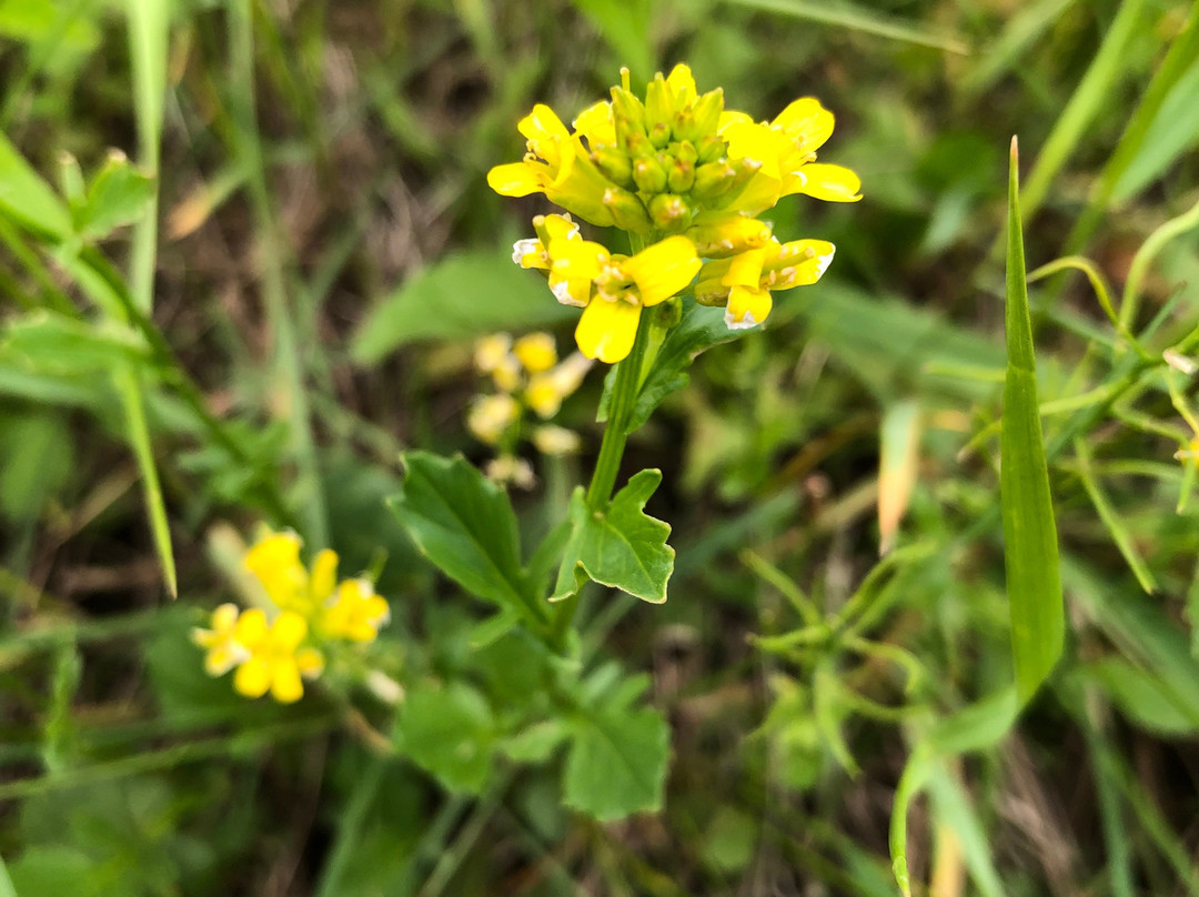 Karikachitoge-南富良野町必去景点