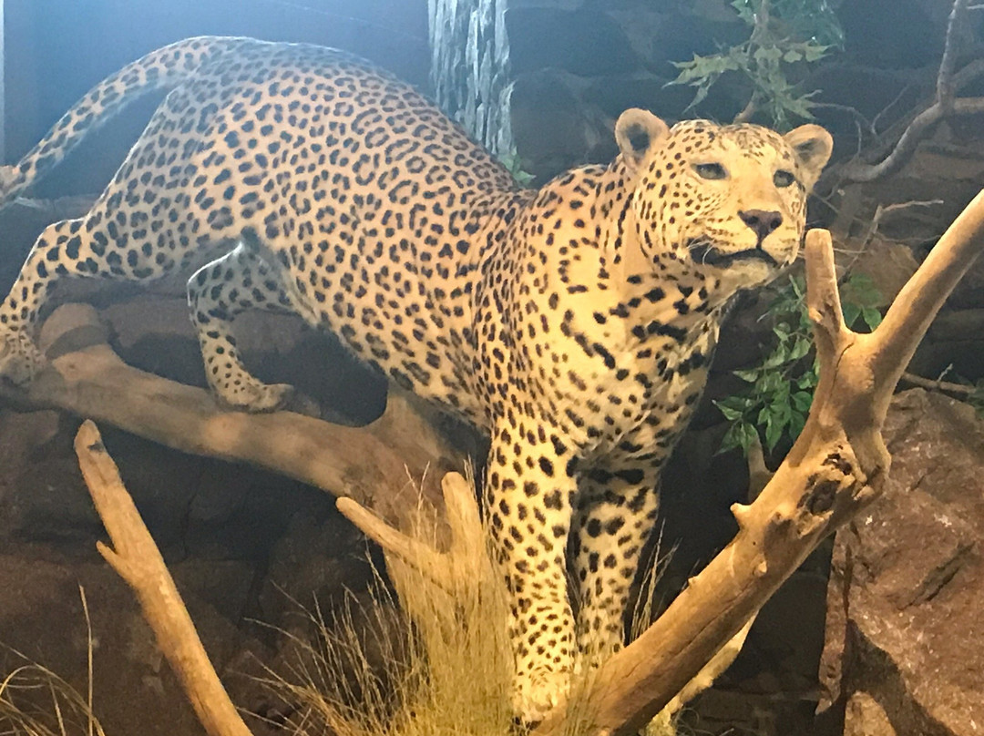 Harber Wildlife Museum-Sherman必去景点