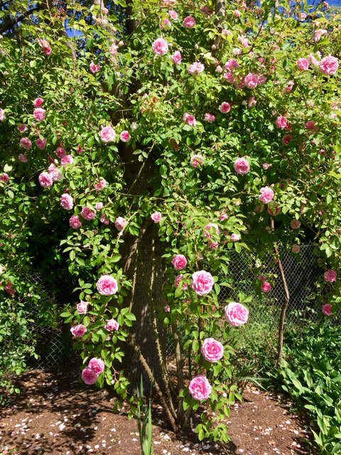 Owen Rose Garden-尤金必去景点