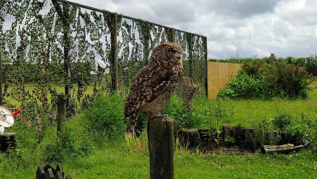 Millets Farm Falconry Centre景点图片