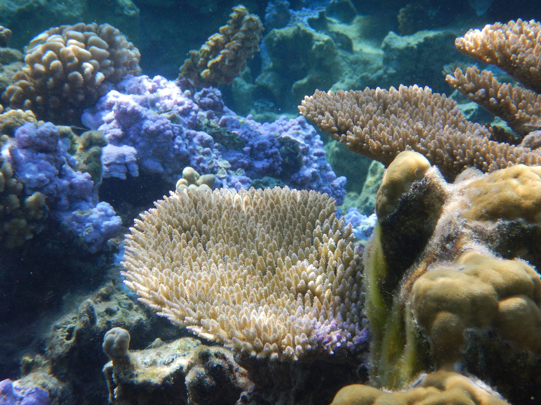 发现珊瑚礁之浮潜之旅景点图片