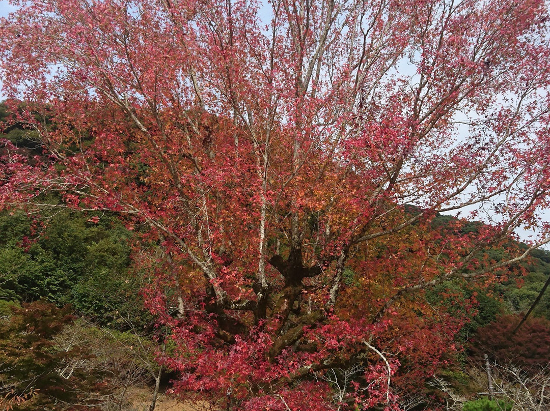 Kikko Shrine景点图片