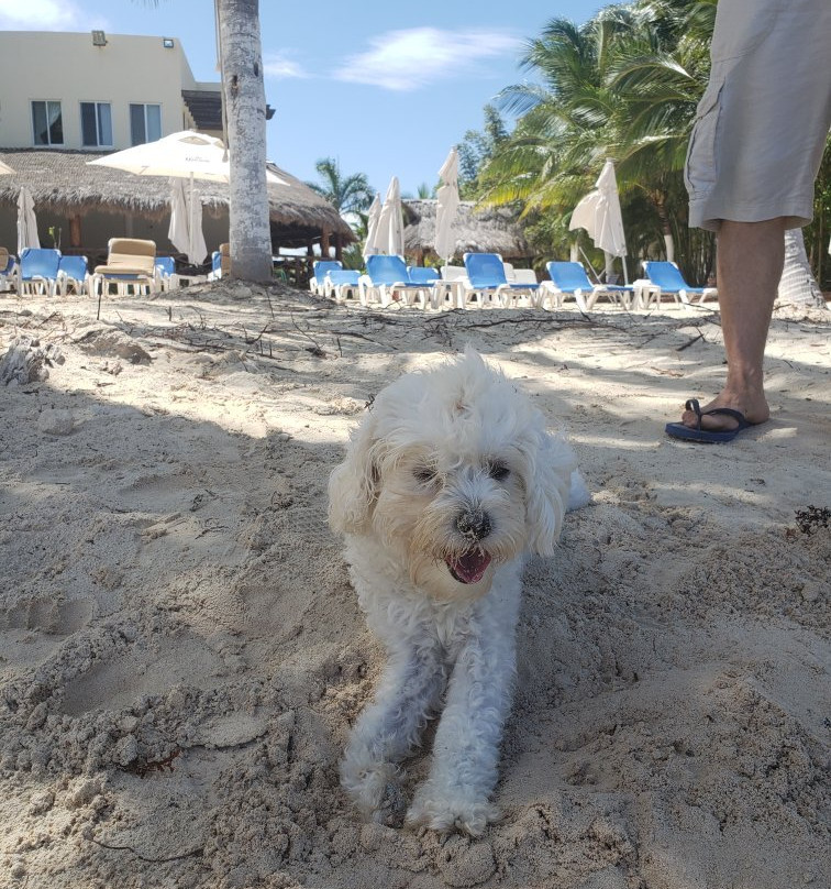 Ammaris Beach Club-从莫雷洛斯港必去景点