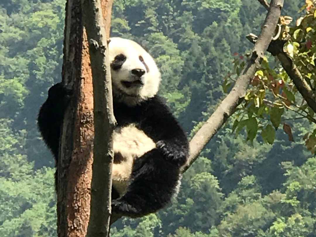 卧龙中华大熊猫苑神树坪基地-都江堰市必去景点