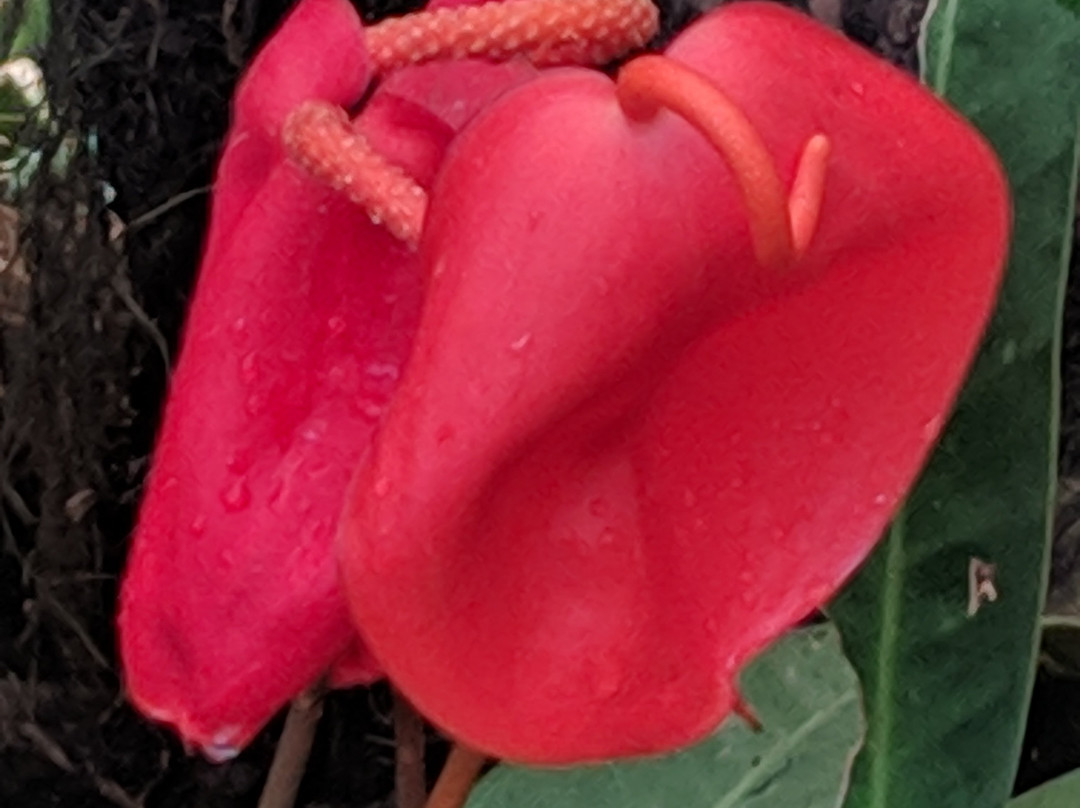 Flower Exhibition Centre-甘托克必去景点
