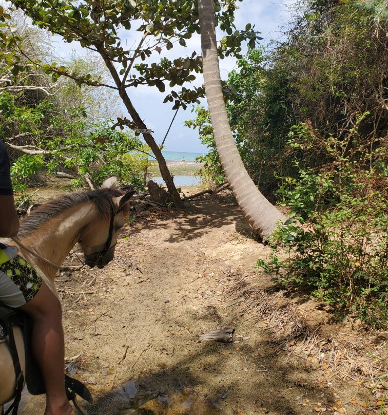 Jurutungo Farm-Florida必去景点