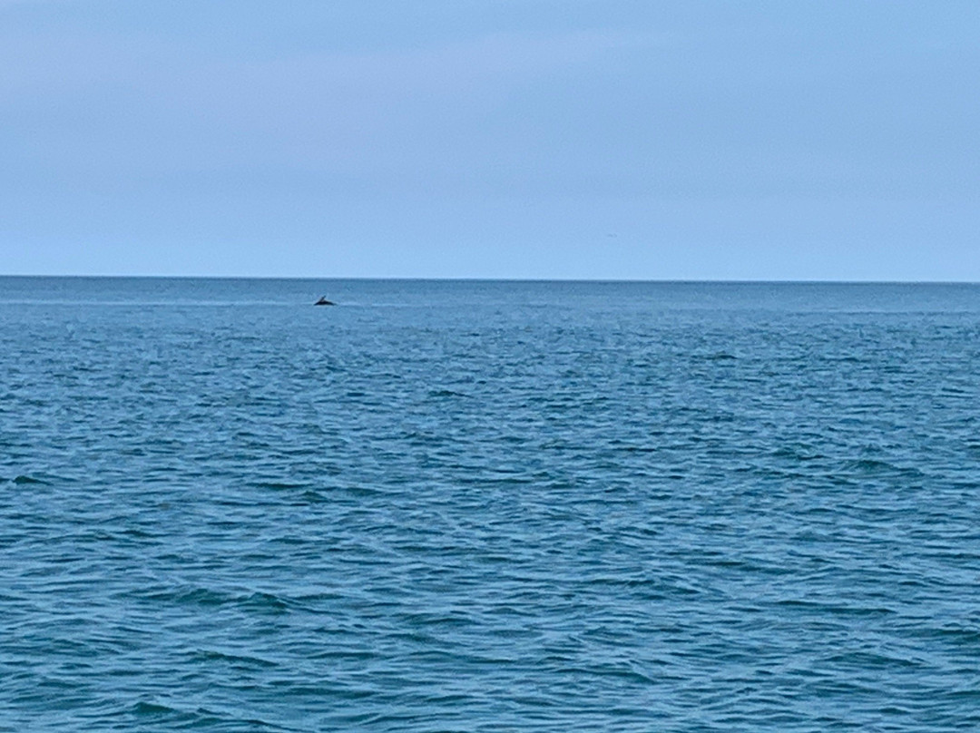 Dolphin Survey Boat Trips景点图片