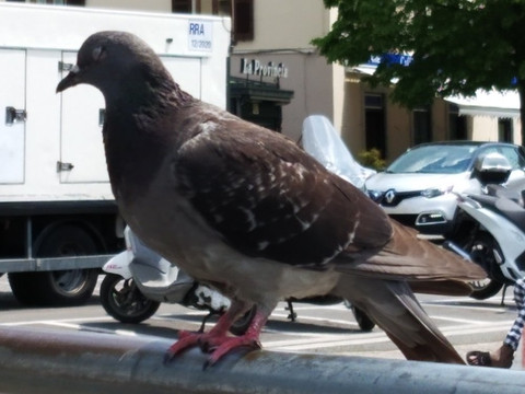 Lake Como For You-贝拉焦必去景点