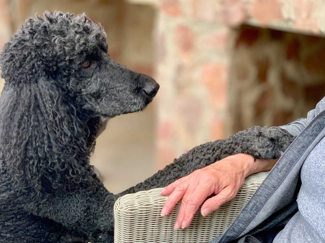 Mymering Wine & Guest Estate主图