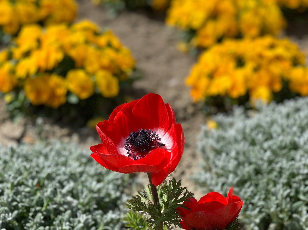 Satonoyu Nabananosato-桑名市必去景点
