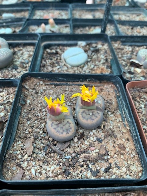 Obesa Cacti Nursery-格拉夫-里内特必去景点