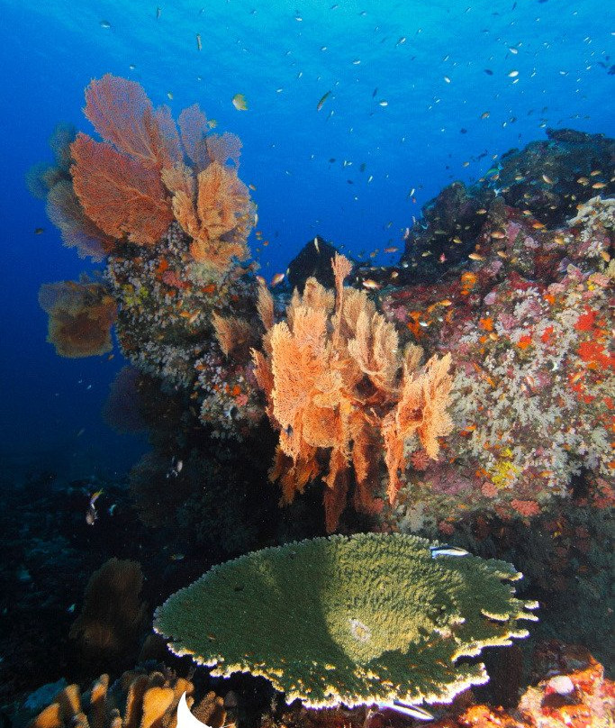 Scuba Libre Adventures-拉廊必去景点