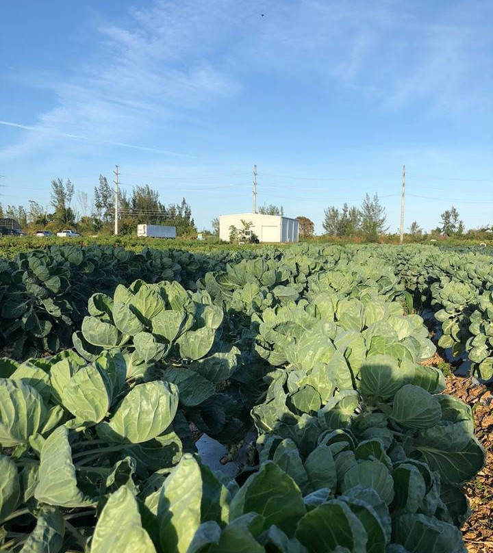 Redland Community Farm and Market-霍姆斯特德必去景点