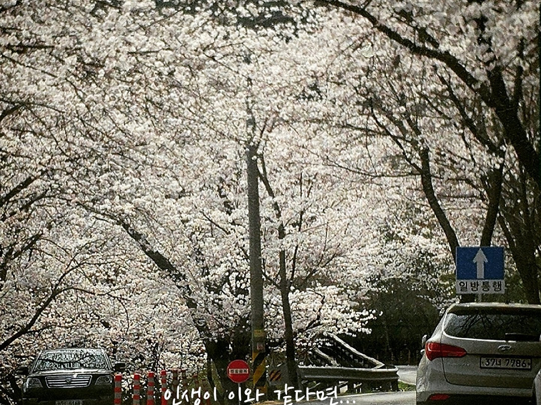 Gwangyang Maehwa Village景点图片