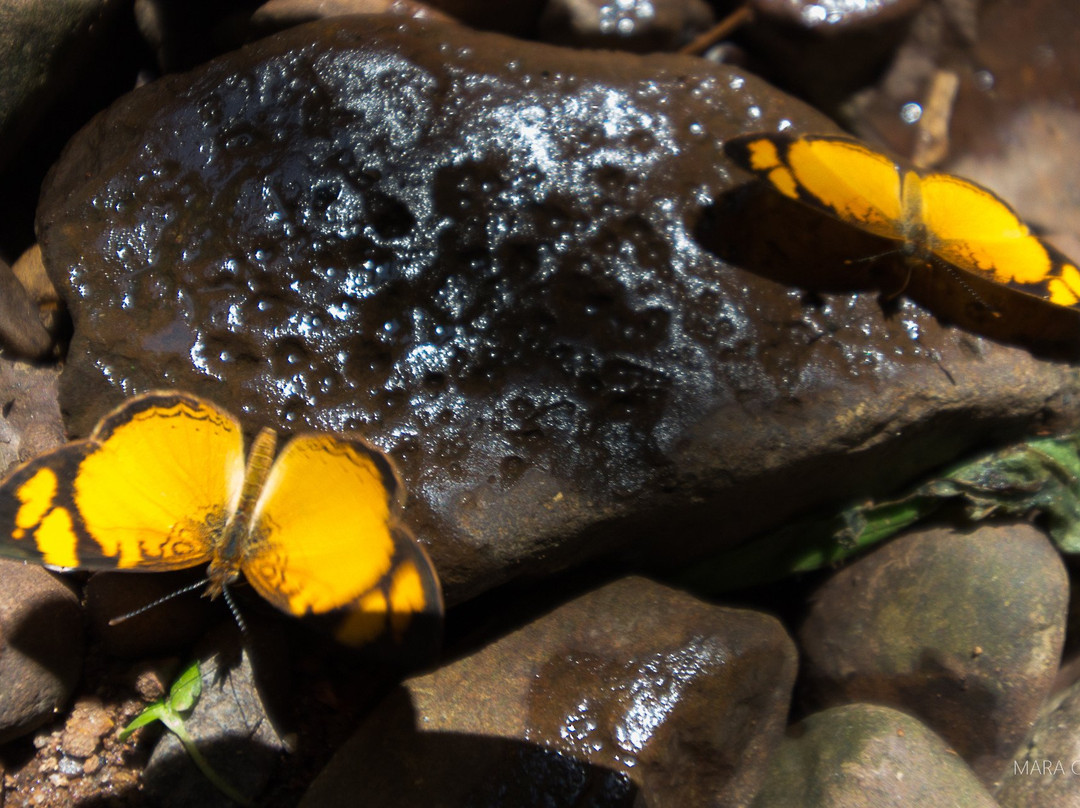 Cascata Wasserfall III-Boa Vista do Sul必去景点