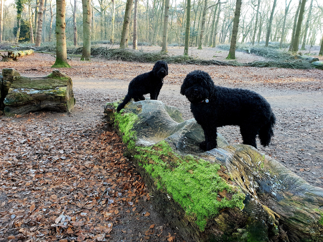Wandelbos Groenendaal景点图片