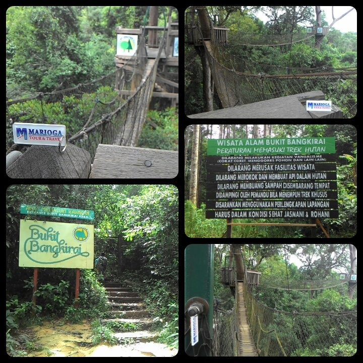 Bangkirai Hill Nature Tourism-巴厘巴板必去景点