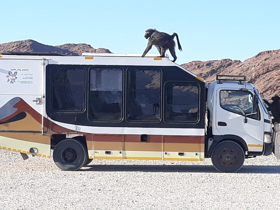 Wild Dog Safaris Namibia景点图片