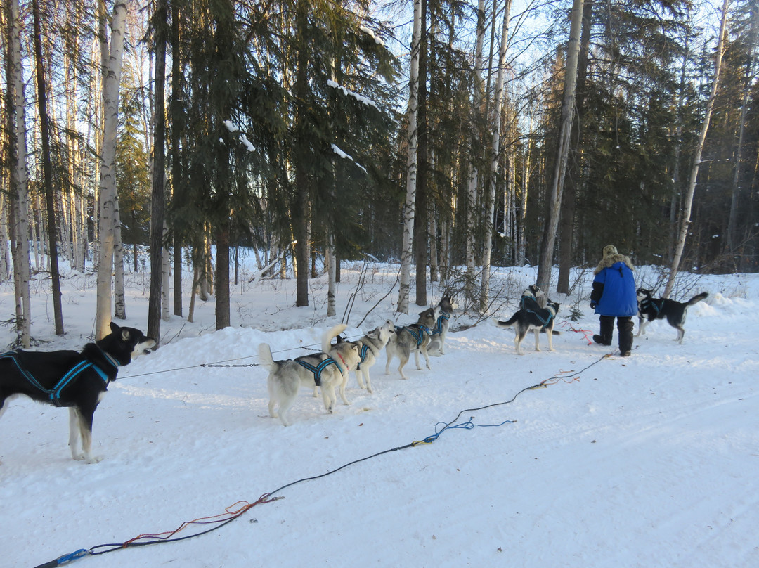 天狼星雪橇狗和极光之旅景点图片
