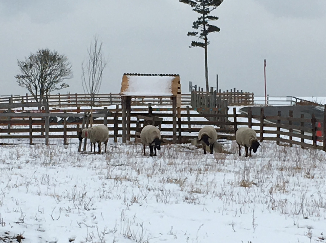 Iwanuma Sheep Village-岩沼市必去景点