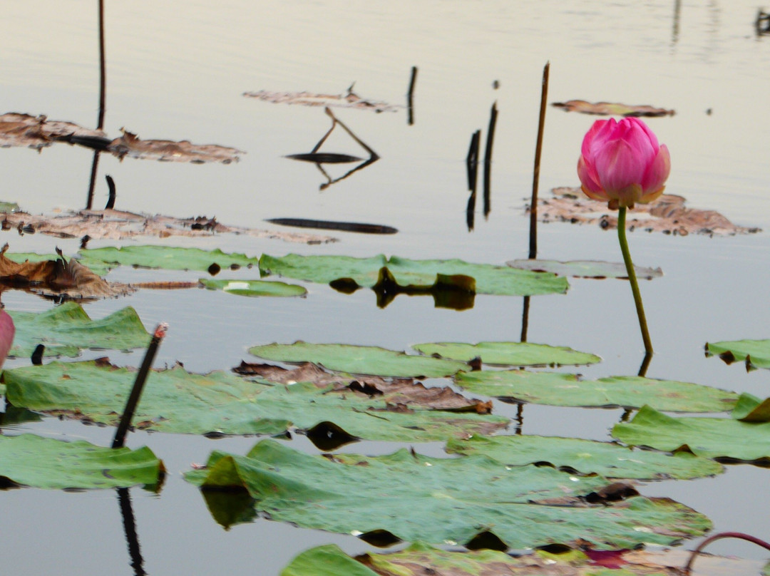 Rayong Botanical Garden景点图片