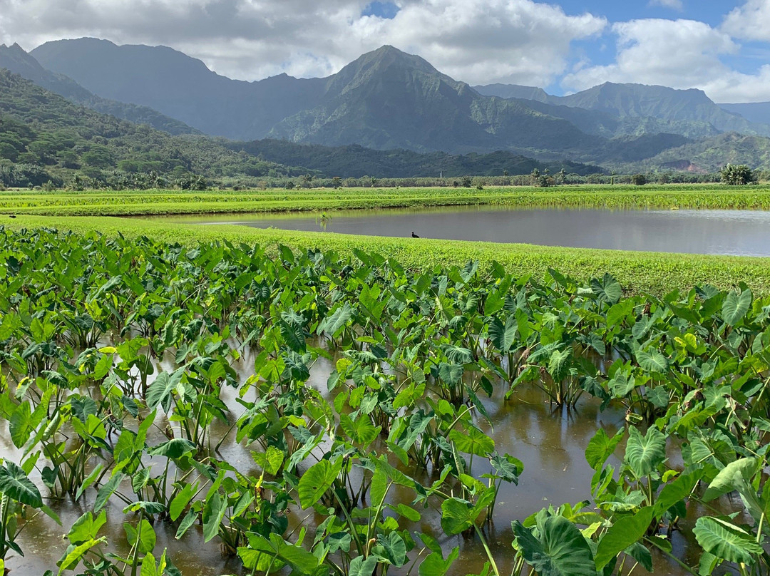 Hanalei National Wildlife Refuge-哈纳雷伊必去景点
