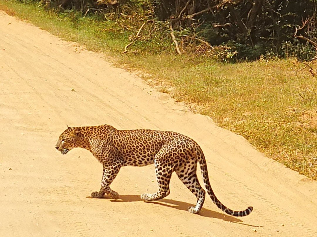 Sasindu Safari Jeep Tours-雅拉国家公园必去景点