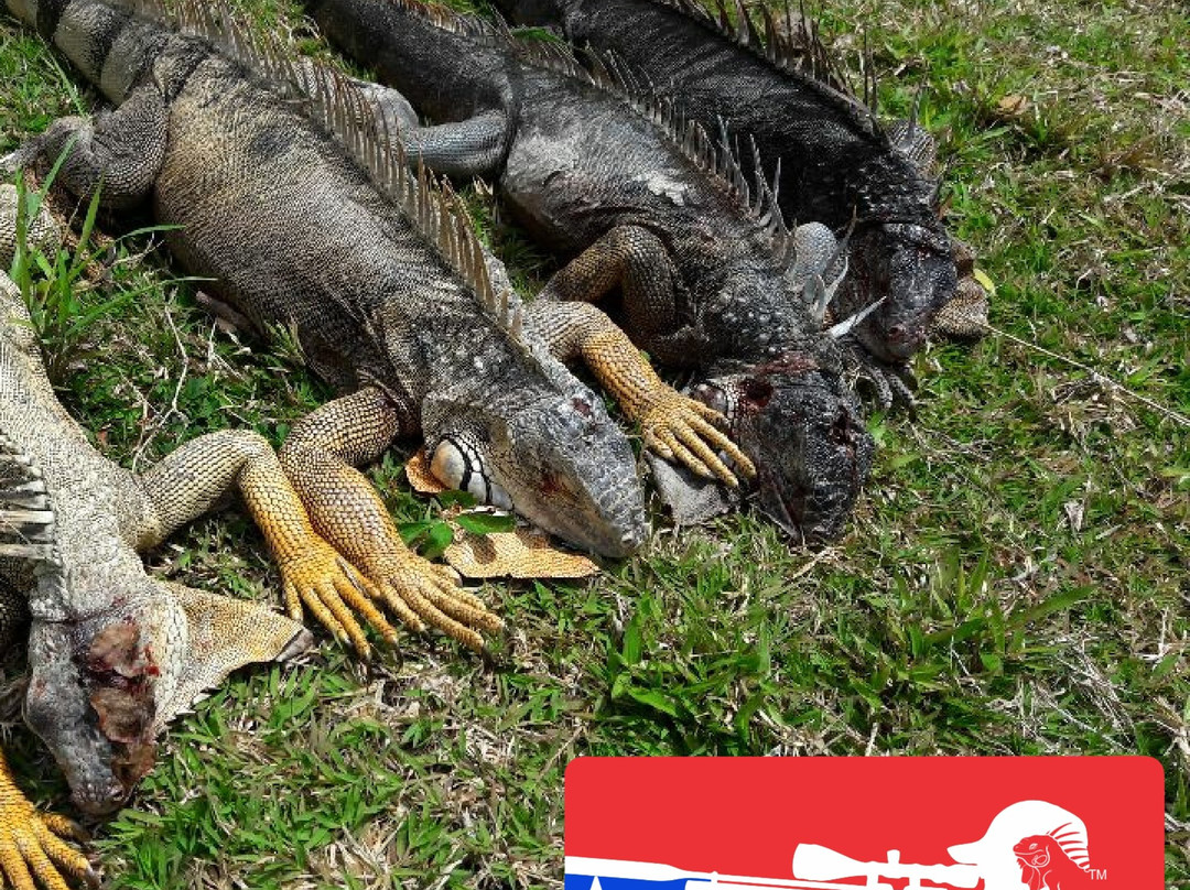 Hunt Iguana-庞塞必去景点