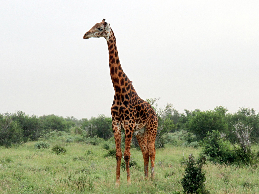 Dream Kenya Safaris景点图片