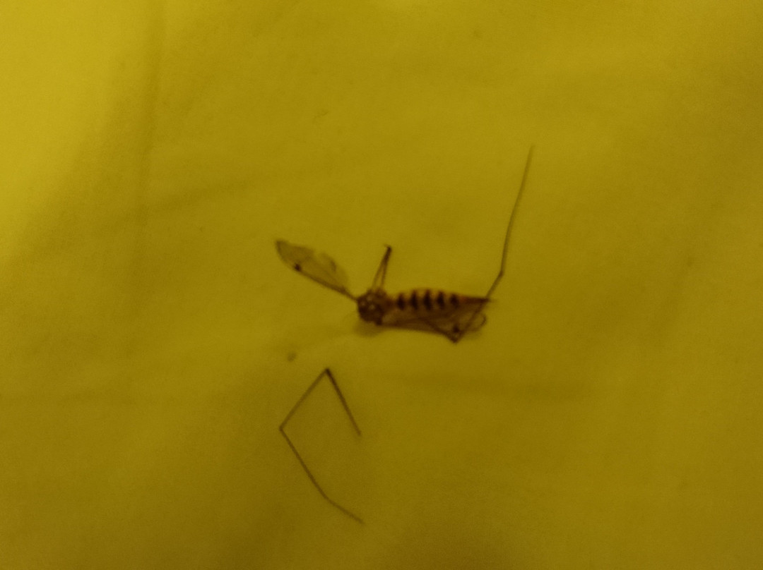 Odysseus & Agnes Apartments主图