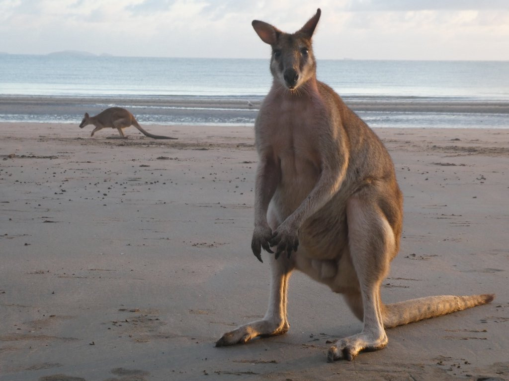Mackay Region Visitor Information Centre Tours-Cape Hillsborough必去景点